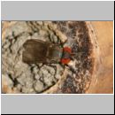 Cacoxenus indagator - Taufliege 01 2mm.jpg